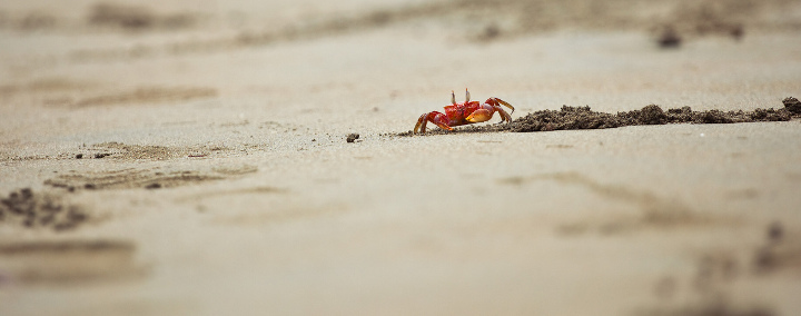 Costarica Littleredcrab